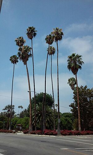 Roosevelt Palm