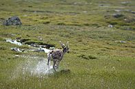 Running reindeer in Jämtland.jpg