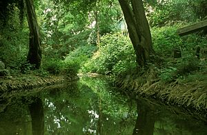 San Anselmo Creek alder roots 6.10 Charles Kennard