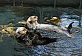Sea otters Lisbon