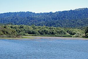 Searsville Reservoir July 2011