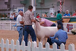 Sheep judging 2007