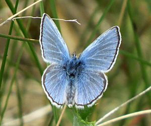 Silvery Blue, Nose Hill, Calgary