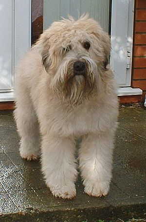 Softcoated Wheaten Terrier Clio