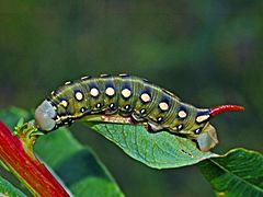 Sphingidae - Hyles gallii (caterpillar)