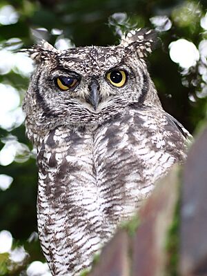 SpottedEagleOwl2539MGEyeLid