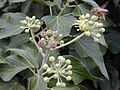 Starr 010419-0021 Hedera helix