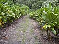 Starr 030807-0111 Cordyline fruticosa