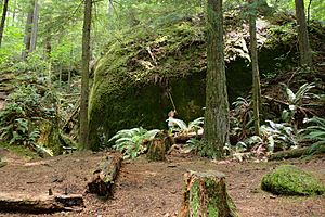 Talus Rocks, Tiger Mountain, Washington - round boulder with yardstick.JPG