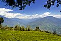 Temi tea garden
