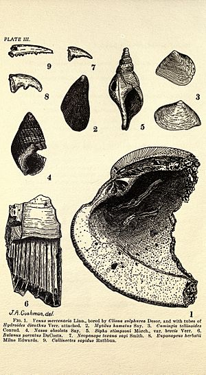 The Pleistocene deposits of Sankoty Head, Nantucket, and their fossils (Page 14) BHL23879062