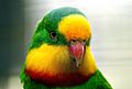 The Superb Parrot (9103685523)