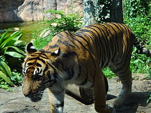 Tiger - Ueno Zoo - Tokyo - Japan (15678357627)
