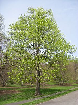 Tilia americana, Arnold Arboretum - IMG 5911