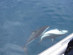 Two dusky dolphins swimming alongside boat