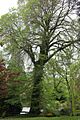 Ulmus x hollandica 'Daveyi'. Holne Park under Dartmoor