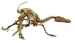 Velociraptor Wyoming Dinosaur Center White Background.jpg