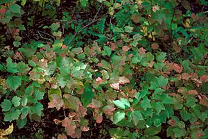 Viburnum edule 1208001