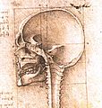 View of a Skull III