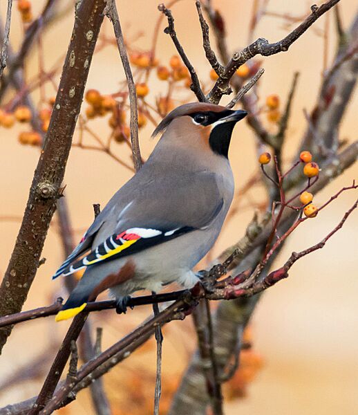 Waxwing (31207637884)
