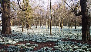 Welford Park Snowdrops 1