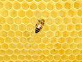 Western honey bee on a honeycomb