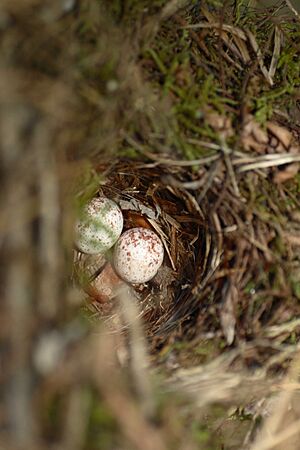 Yellowish Flycatcher Empidonax flavescens eggs nest