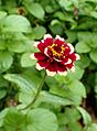Zinnia haageana 'Aztec Burgundy Bicolor' kz2