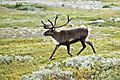 20070818-0001-strolling reindeer