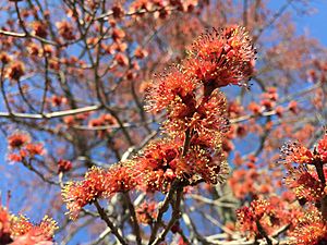 2015-04-12 16 31 55 Male Red Maple flowers on Bayberry Road in Ewing, New Jersey