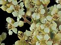 2015-07-04-13.00.05 ZS PMax Heteromeles arbutifolia-1 (19232153488)