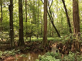 2016-07-20 14 27 53 Bald Cypress trees with knees at the Battle Creek Cypress Swamp in Calvert County, Maryland.jpg