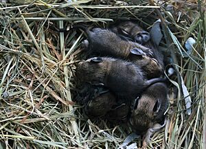 6 Degus 3 days OLD