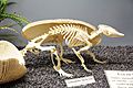 9-banded armadillo skeleton