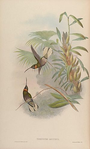 A monograph of the Trochilidæ, or family of humming-birds (Plate 13) (6987075833).jpg