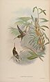 A monograph of the Trochilidæ, or family of humming-birds (Plate 13) (6987075833)