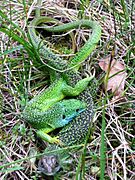 Accouplement lézards verts (Lacerta bilineata) - Labeil