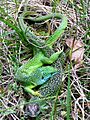 Accouplement lézards verts (Lacerta bilineata) - Labeil