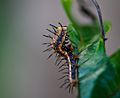Agraulis vanillae (gulf fritillary) caterpillar