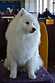 American Eskimo Dog-9-GCH-Anana's Magnificent 1 CGC 02 (15965206493)