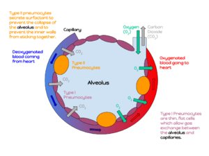 An annotated diagram of an alveolus