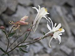 Aquilegia pubescens closeup