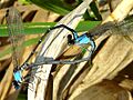 Argia apicalis-mating wheel