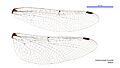 Austrocordulia leonardi female wings (34248503073)