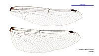 Austrocordulia leonardi female wings (34248503073)