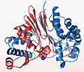 Bacillus anthracis - CapD protein crystal structure