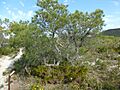 Banksia tricuspis (habit)