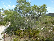 Banksia tricuspis (habit)