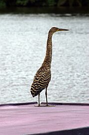 Bare-throated Tiger Heron1