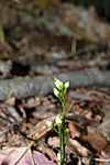 Bartonia paniculata (twining screwstem), Spencer Preserve, Foster, RI (32047618621)